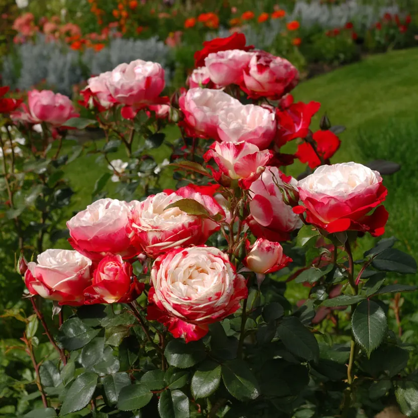 Описание изображения 3