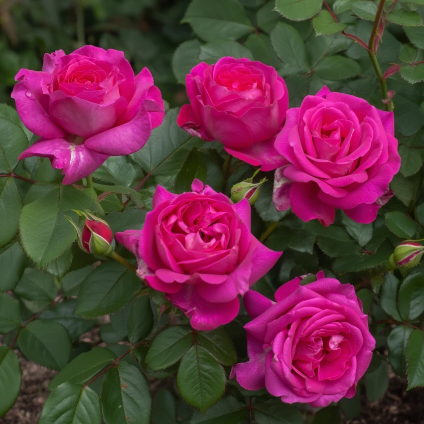 Описание изображения 3