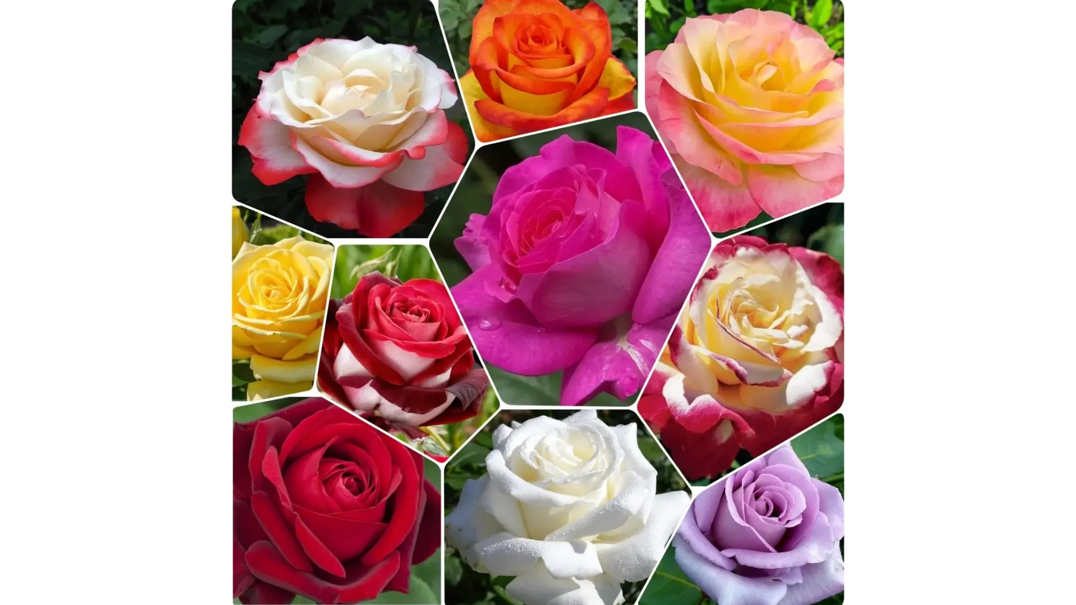 Фото товару